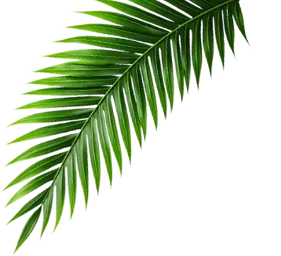 feuille2